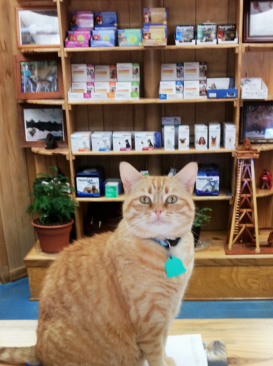 University Animal Clinic - Tyler TX - Our Furry Receptionist University Animal Clinic - Tyler TX - Our Furry Receptionist