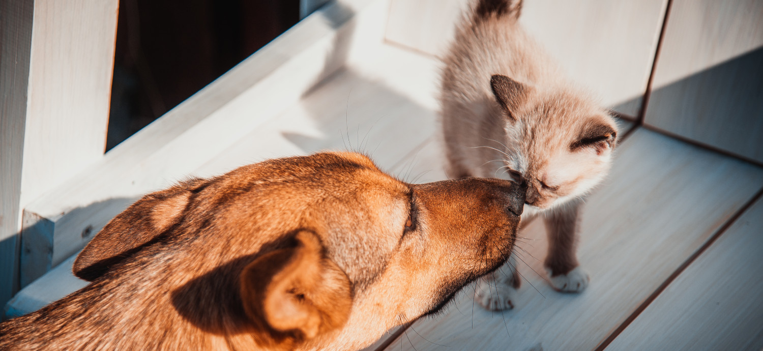 Cat and Dog header image